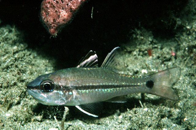 Apogon fraenatus (Pesce cardinale dalla guancia umbonata)